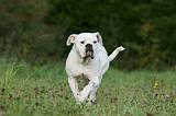BOULEDOGUE AMERICAIN 355